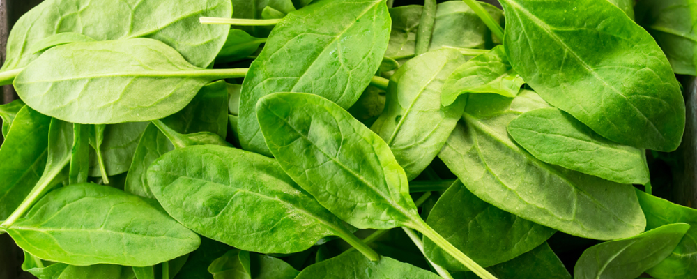 Fresh green spinach