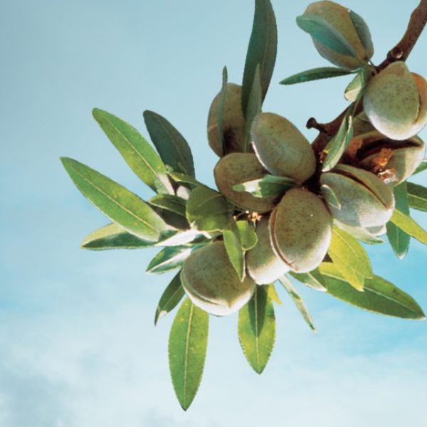 Wonderful pistachios on tree